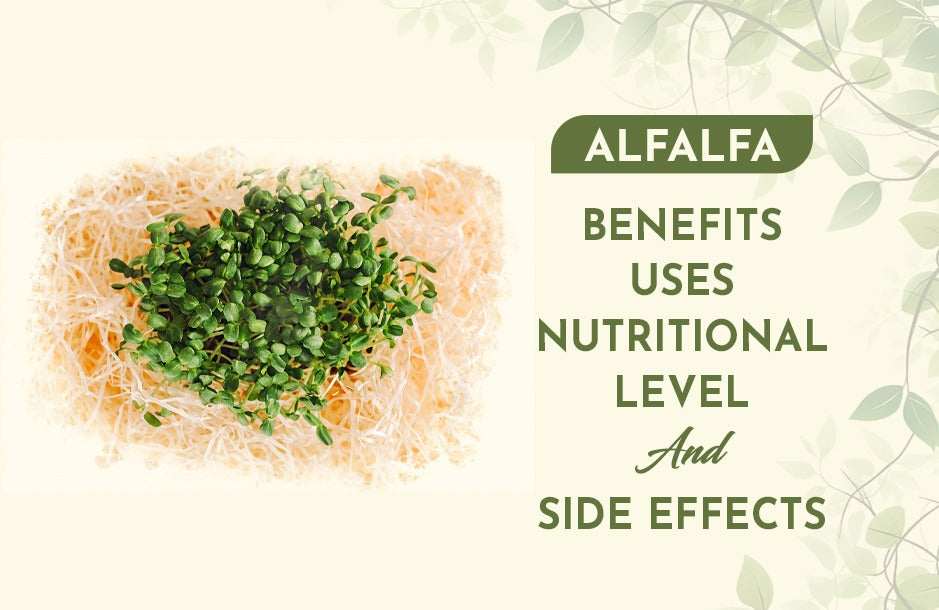 Alfalfa Benefits, Uses, Nutritional Level, and Side Effects