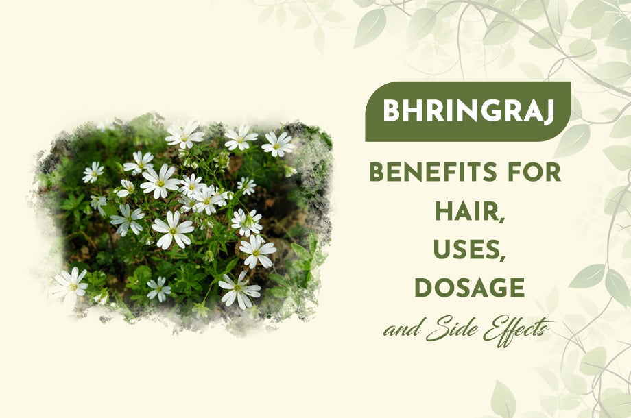 Bhringraj: Benefits for Hair, Uses, Dosage and Side Effects