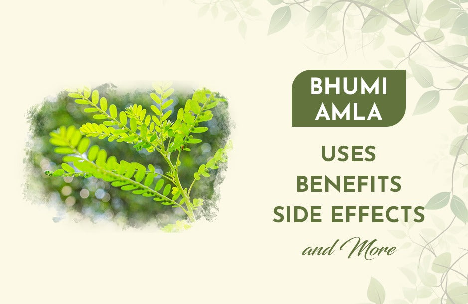 Bhumi Amla: Uses, Benefits, Side Effects & More