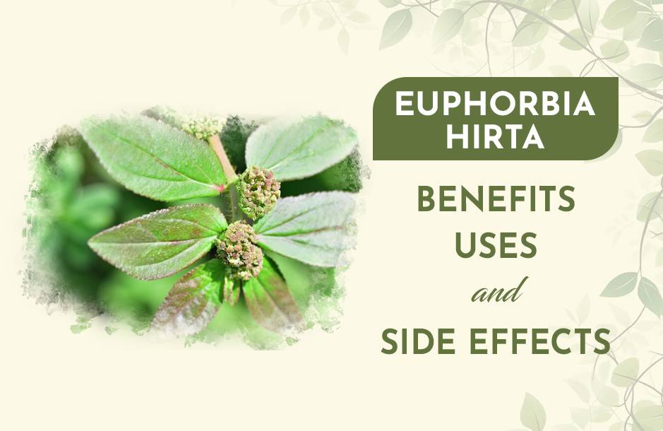 Euphorbia hirta, Dudhi Plant Benefits, Uses and Side Effects