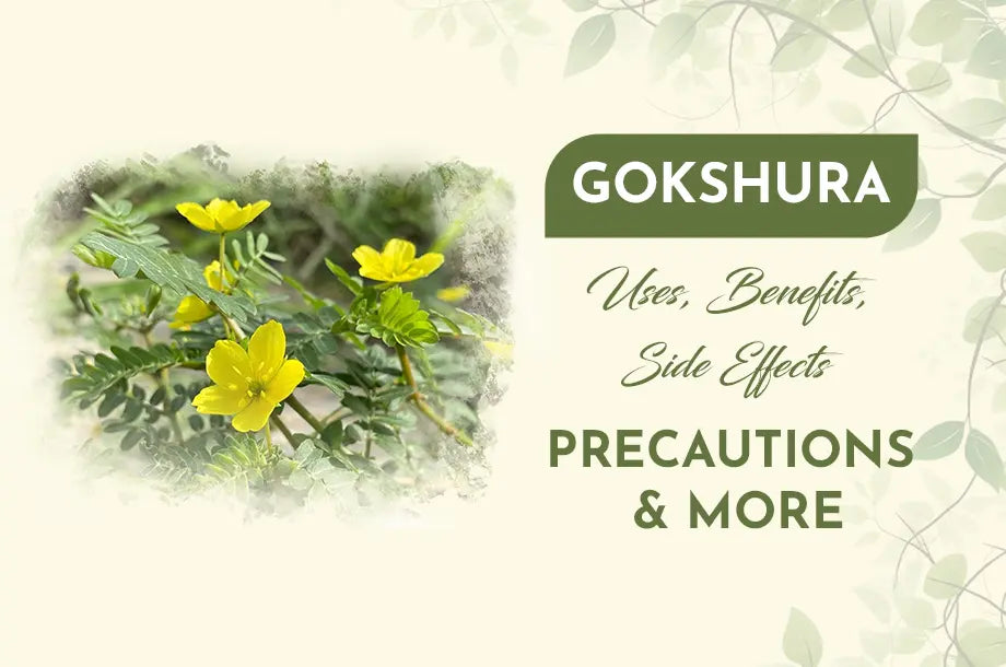 Gokshura: Uses, Benefits, Side Effects, Precautions & More