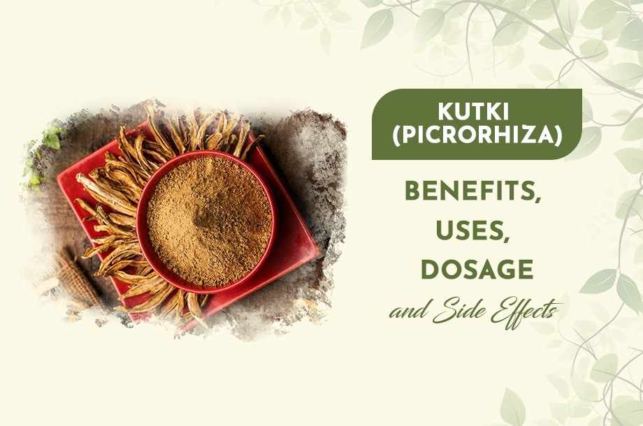 Kutki (Picrorhiza): Benefits, Uses, Dosage, and Side Effects