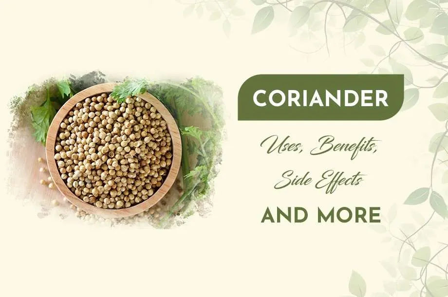 Coriander: Benefits, Uses, Side Effects, and More
