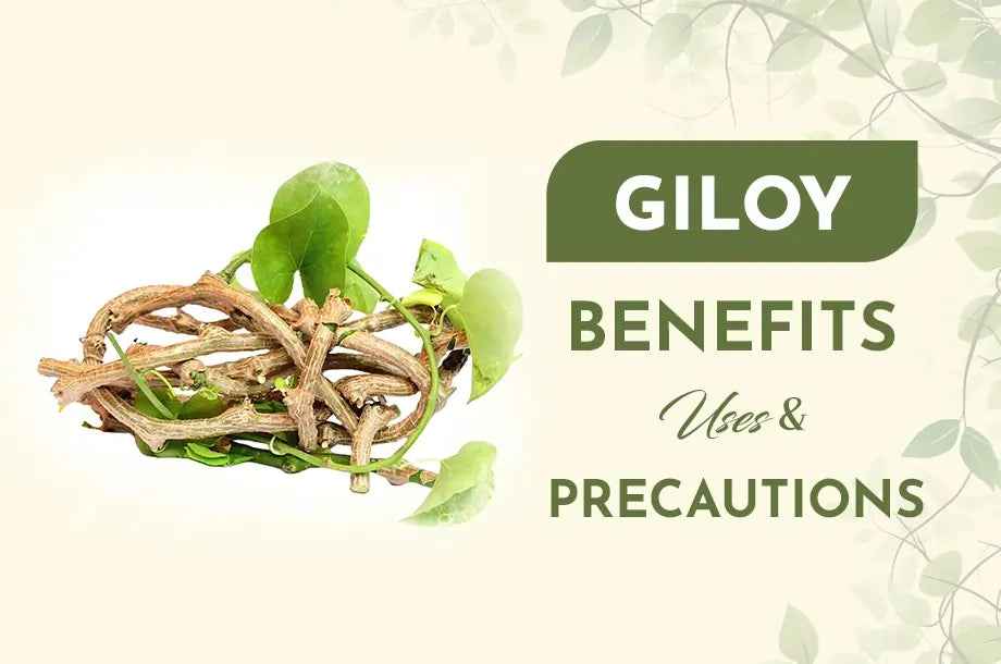 Giloy (Guduchi): Benefits, Uses, Nutrition & Precautions