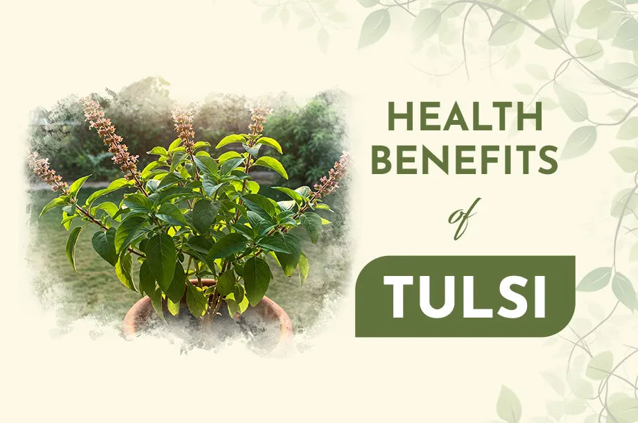 Health Benefits of Tulsi (Holy Basil): Uses and Remedies