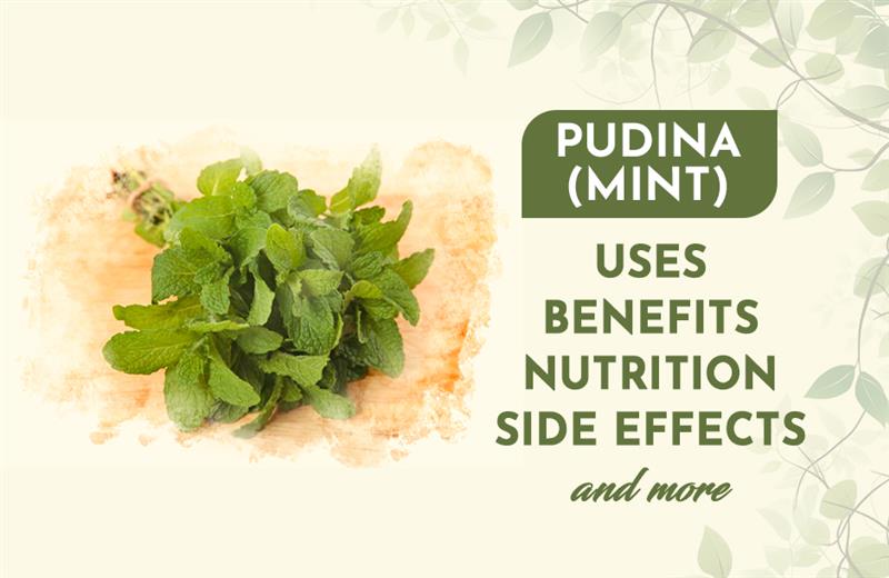 Pudina (Mint): Uses, Benefits, Nutrition, Side Effects & More